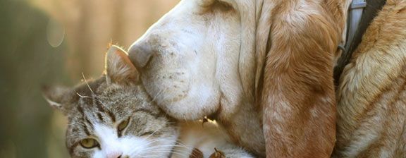 Las mascotas ideales para Escorpio